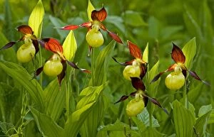 Images Dated 30th May 2010: Lady's Slipper Orchids - Estonia
