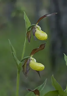 Ladys Slipper Prints: Lady's slipper orchids. Very rare in UK
