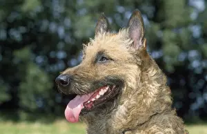 Laekenois / Belgian Shepherd Dog