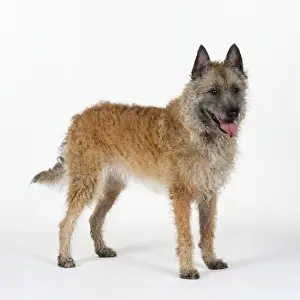 Laekenois Dog