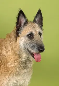 Laekenois Dog