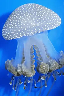 Lagoon Jellyfish Kel 190 Mastigias papua - Marine Lakes in the Western Pacific (Philippines) © Ken Lucas ARDEA LONDON