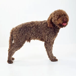 Images Dated 15th May 2008: Lagotto Romagnolo Dog