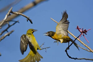 Birding Gallery: Laguna Madre Nature Trail, South Padre Island