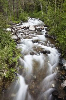 Images Dated 22nd June 2013: Lake Creek - traversing the Moose Wilson road Grand