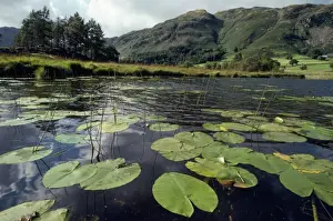 Lake District Prints: Lake District - Little Langdale Tarn Cumbria, UK