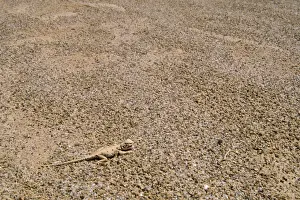 Dragons Prints: Lake Eyre Dragon Lake Eyre National Park South Australia