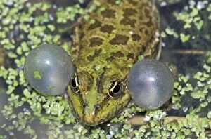 Lake Frog - calling with vocal sac inflated (Rana ridibunda)