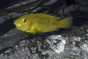 Cichlids Prints: Lake Malawi Cichlid