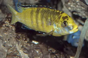 Lake Malawi Cichlid