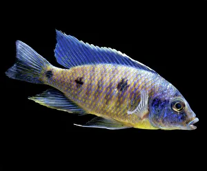 Fish Collection: Lake Malawi Cichlid