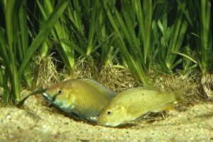 Images Dated 27th May 2010: Lake Malawi Cichlid Fish - spawning - female picks up eggs from scrape (nest)