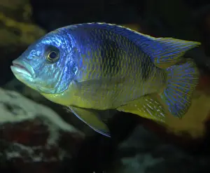 Lake Malawi Cichlid- L. Malawi and aquaria