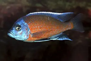 Lake Malawi Cichlid- Male. Shallow and mid-depths of L. Malawi (and aquaria)