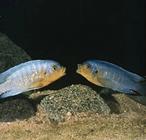 Images Dated 17th October 2007: Lake Malawi Fish / Cichlid - sexual rivalry between males, mouth fighting