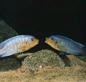 Lake Malawi Fish / Cichlid - sexual rivalry between males, mouth fighting. Fish on right losing brightness as he loses battle