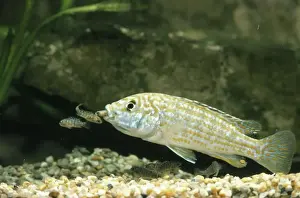 Malawi Prints: Lake Malawi Fish - and Fry Cichlid - A mouth brooding Cichlid