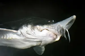 Lake Sturgeon