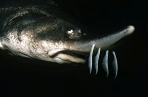 Images Dated 20th August 2011: Lake Sturgeon