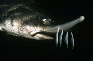 Lake Sturgeon