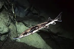 Lake Sturgeon - Great Lakes region - Mississippi - USA