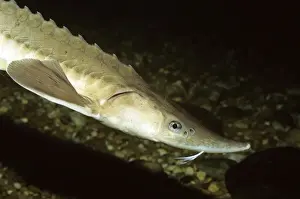 Lake Sturgeon - Great Lakes region - Mississippi - USA