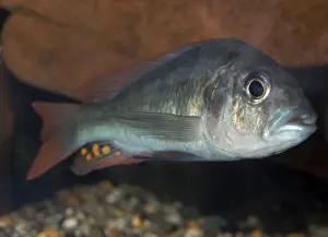Lake Victoria cichlid, extinct in the wild