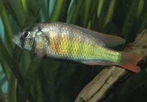 Images Dated 10th September 2005: Lake Victoria cichlid - extinct in the wild Africa