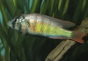 Cichlids Prints: Lake Victoria cichlid - extinct in the wild Africa