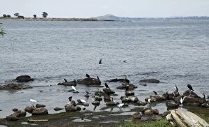 Lake Victoria, Uganda, Africa - shore birds, mostly fish-eating
