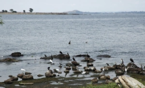 Lake Victoria, Uganda, Africa - shore birds, mostly fish-eating Lake Victoria, Uganda, Africa - shore birds, mostly fish-eating