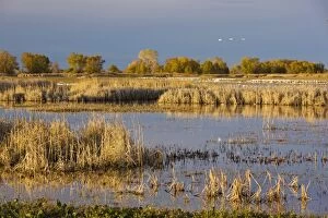 Lakes and marsh at Sacramento National Wildlife