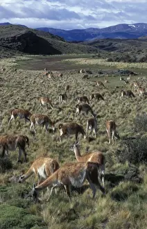 Llamas Prints: Lama - herd in pampas landscape - National Park Torres del Paine - South America