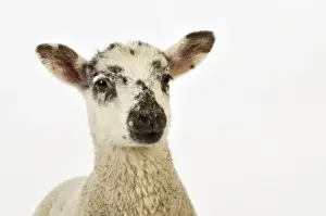 Farm Animal Prints: LAMB. Cross breed lamb