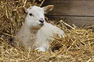 Barns Prints: LAMB. Cross breed lamb sitting in straw