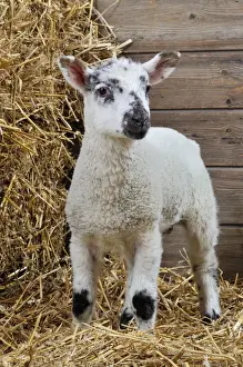 Barns Prints: LAMB. Cross breed lamb standing in straw