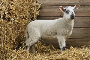 LAMB. Cross breed lamb standing in straw