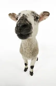 Fish Eye Prints: LAMB. Cross breed lamb wide angle shot