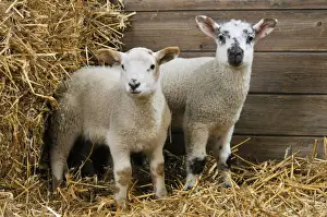Barns Prints: LAMB. Cross breed lambs standing together in straw