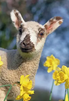 Easter Prints: Lamb - in daffodils
