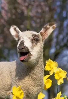 Lamb Prints: Lamb - in daffodils