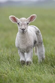 Lambs Gallery: Lamb - Devon - UK