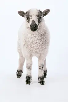 Hooves Prints: Lamb JD 6549 Studio shot, white background Ovis domesticus © John Daniels / ARDEA LONDON