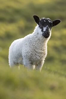 Lambs Gallery: Lamb - Lancashire - UK