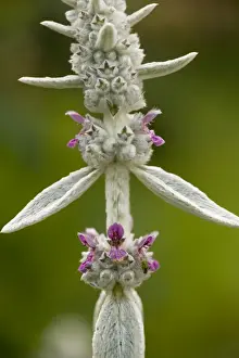 Garden Flower Prints: Lamb's ear, Stachys byzantina. Common garden plant, from SE Europe