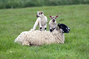 Lambs Gallery: Lambs and Ewe - Devon - UK