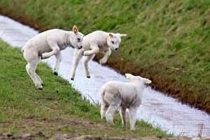 Farm Animals Collection: Lambs jumping - Texel - island - Netherlands