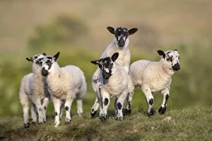 Lambs Gallery: Lambs - Lancashire - UK