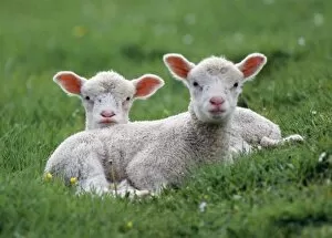 Images Dated 3rd March 2008: LAMBS - two lying down in field