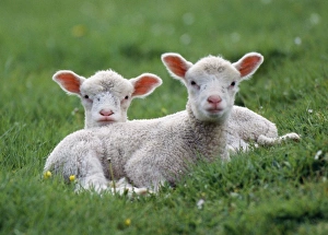 Images Dated 3rd March 2008: LAMBS - two lying down in field